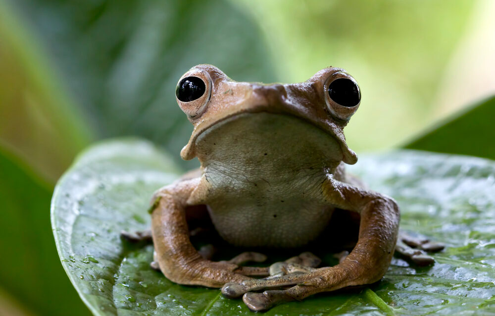 Screaming Frog SEO Guide