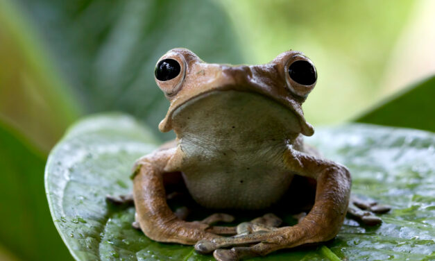 Screaming Frog SEO Guide